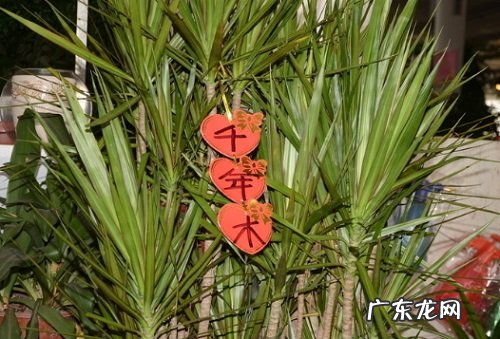 千年木养几棵好 家里养多少棵合适