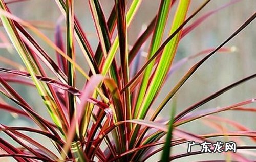 千年木养几棵好 家里养多少棵合适