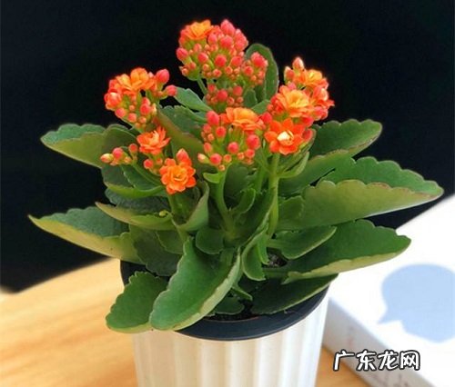 长寿花好养活吗 容易养活吗