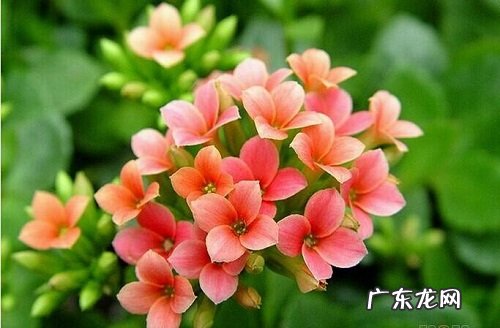 长寿花好养活吗 容易养活吗