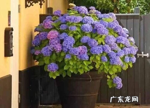 绣球花品种