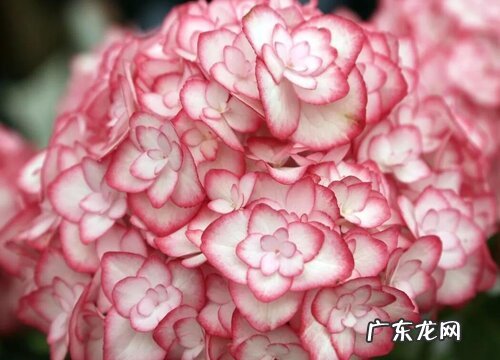 绣球花品种