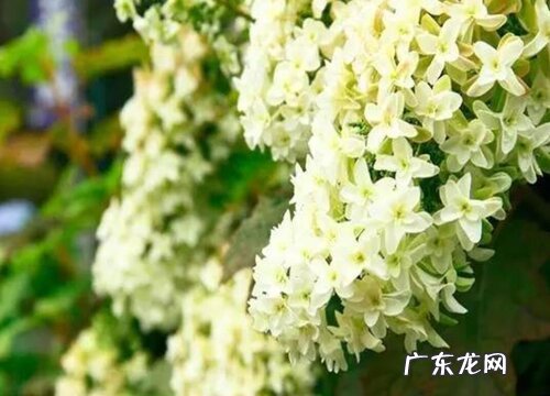 绣球花品种