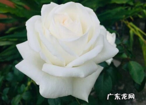 冰山月季的优缺点