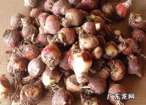 百子莲种球保存方法与种植时间