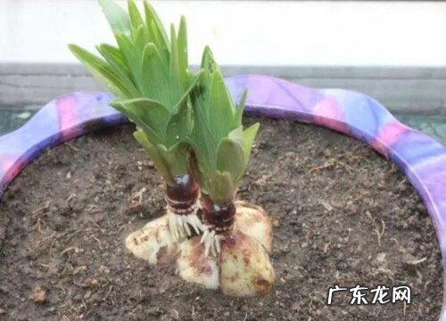 百子莲种球保存方法与种植时间