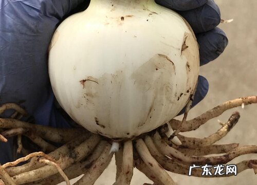 百子莲种球保存方法与种植时间