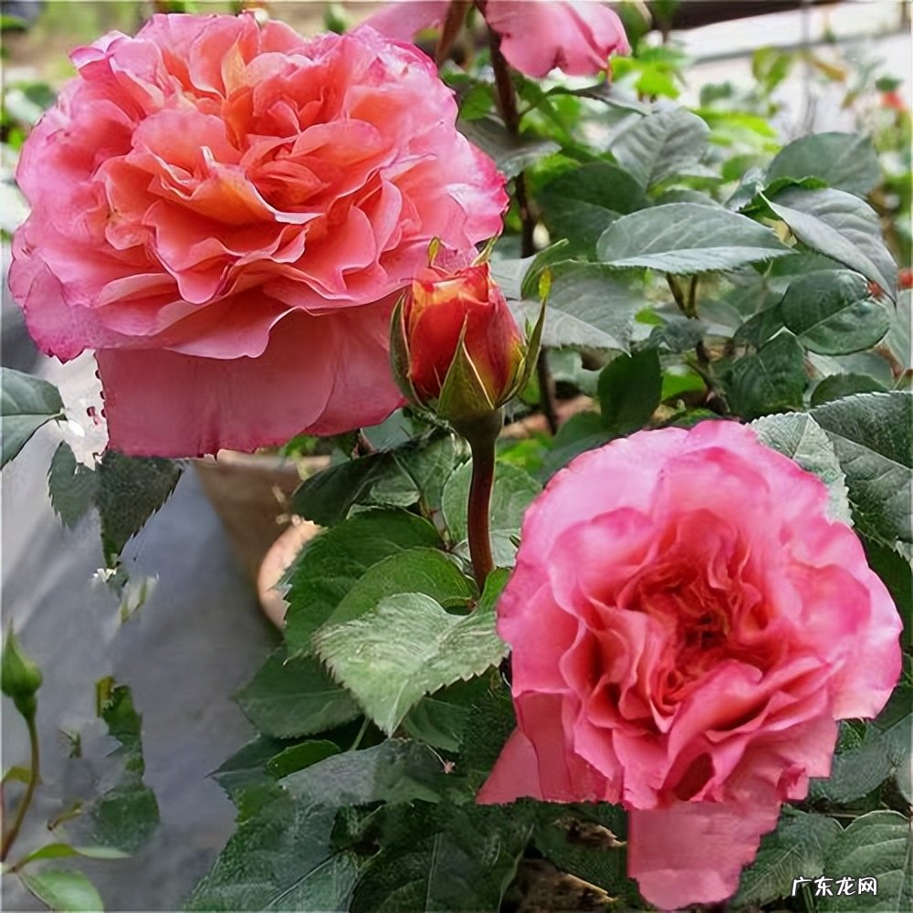 能长多高,花期耐热耐晒吗 奥古斯塔路易斯月季是灌木吗