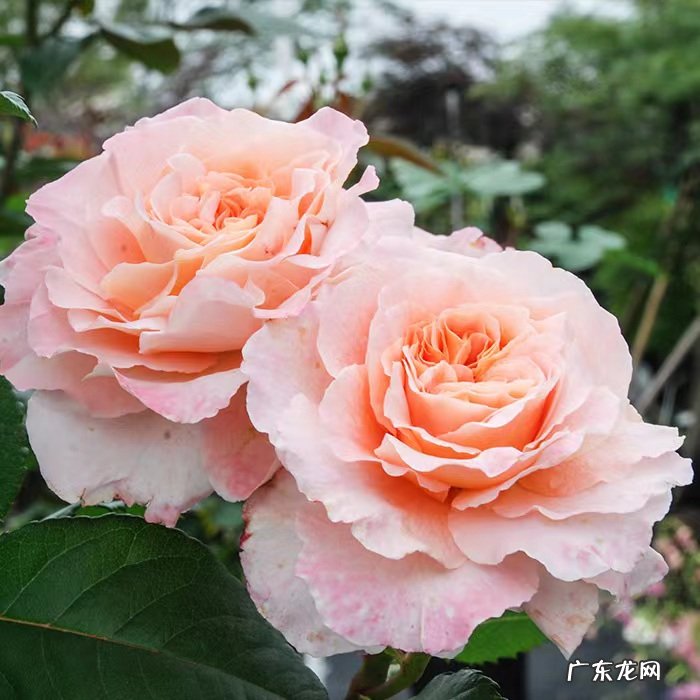 能长多高，花期耐热耐晒吗 奥古斯塔路易斯月季是灌木吗