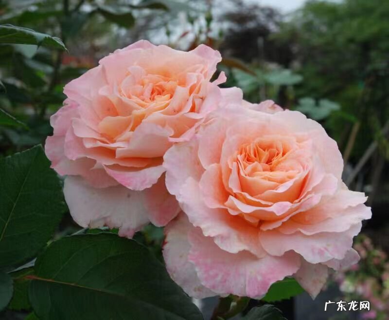 能长多高，花期耐热耐晒吗 奥古斯塔路易斯月季是灌木吗