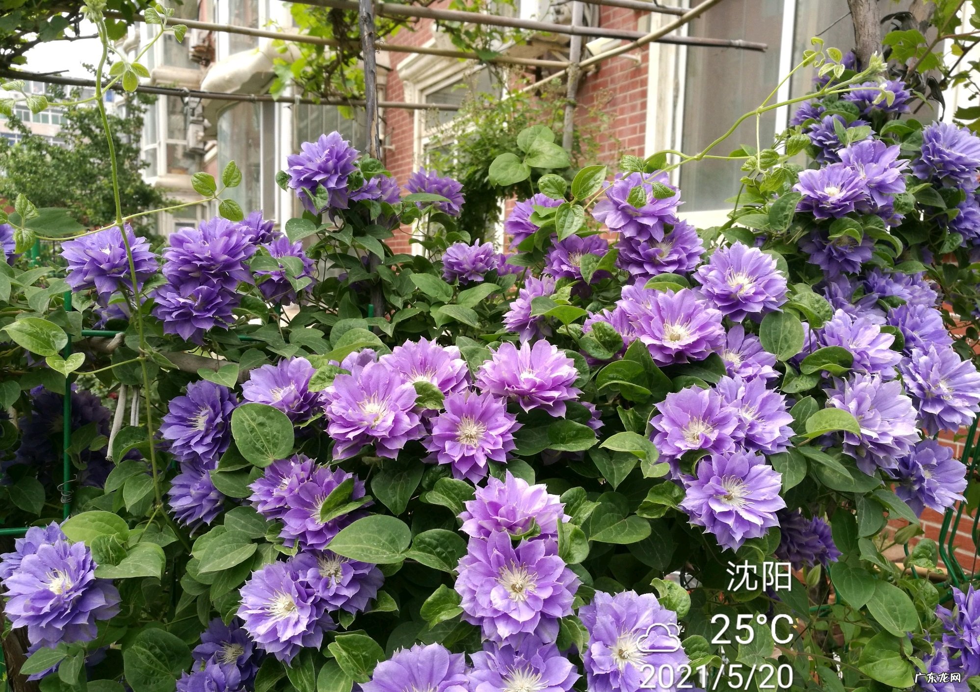 二类铁线莲円空耐热表现怎么样 円空铁线莲优缺点