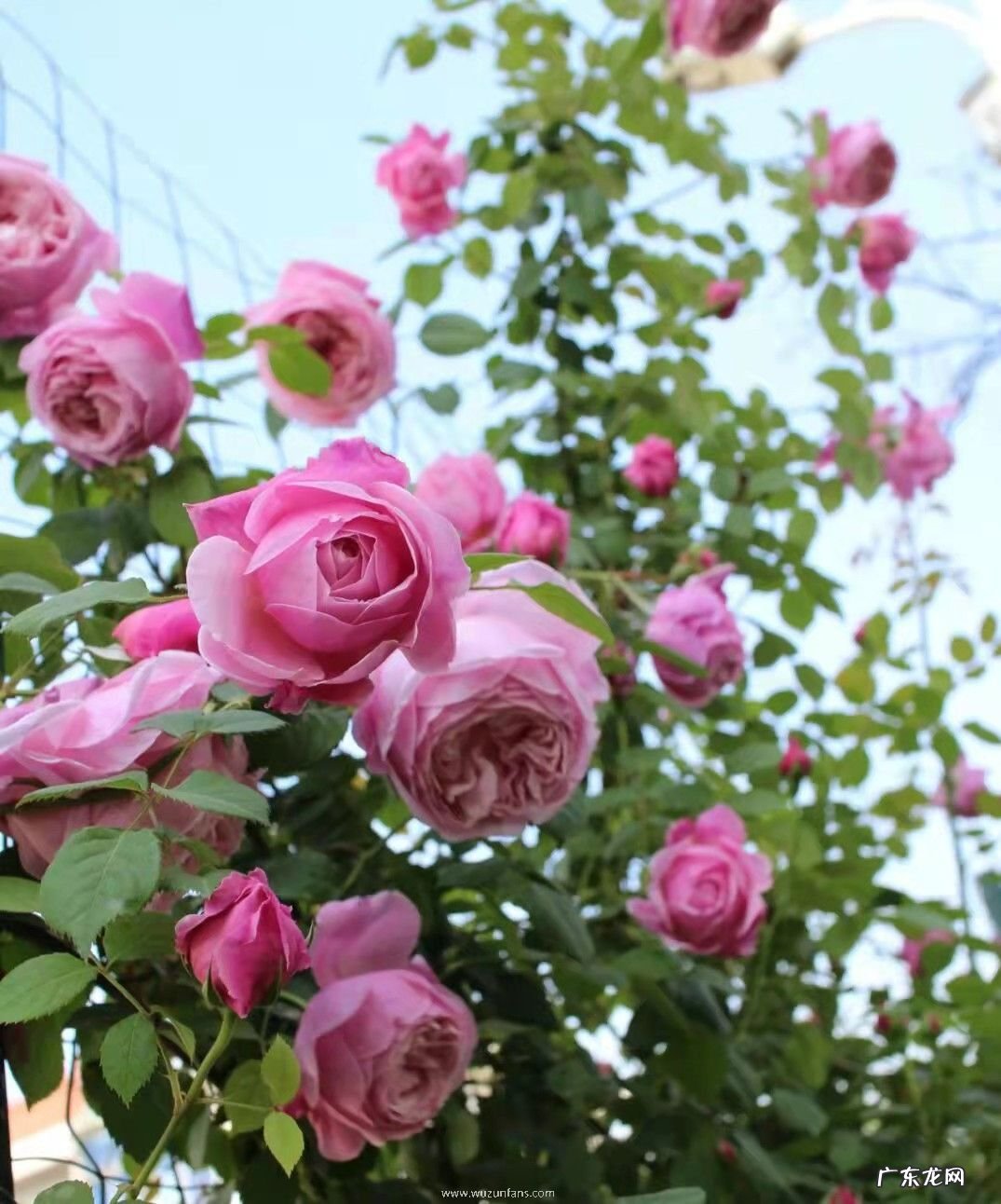 藤本自由精神耐寒怕晒花期长 自由精神月季优缺点