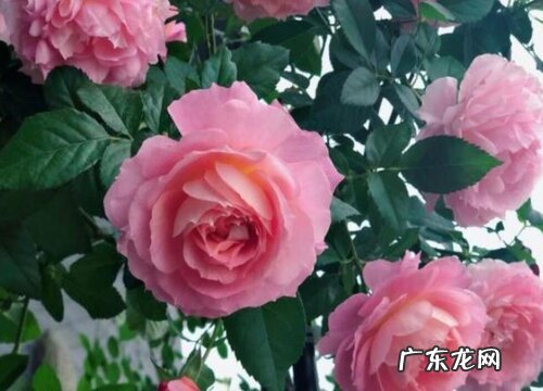 樱霞月季的优缺点