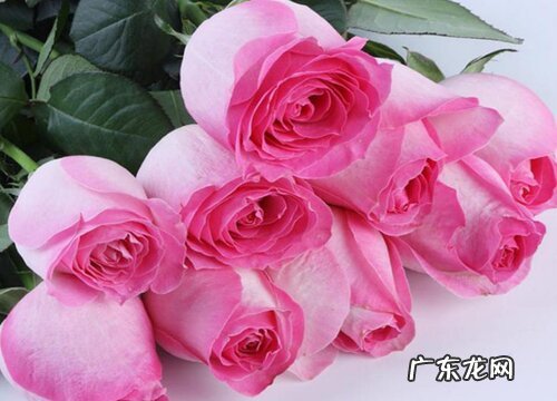 樱霞月季的优缺点