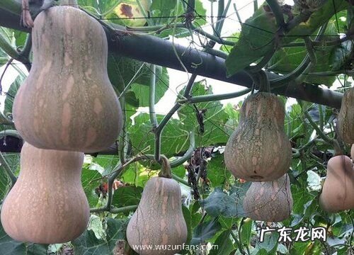 南瓜长什么样子的图片