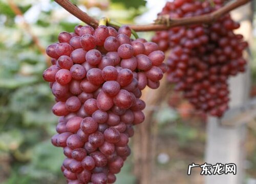 蓝莓葡萄和夏黑葡萄的区别