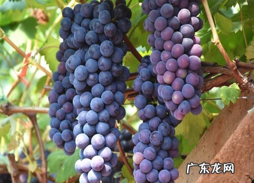 蓝莓葡萄和夏黑葡萄的区别