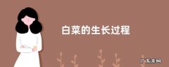 白菜的生长过程