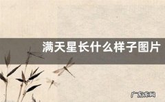 满天星长什么样子图片