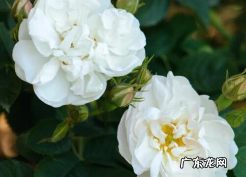 白玫瑰的花语是什么