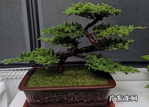 罗汉松水浇多了怎么办