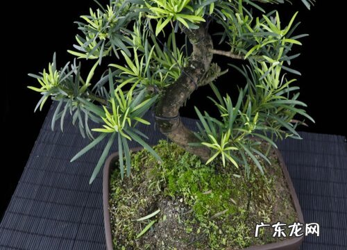 罗汉松水浇多了怎么办