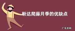 粉达爬藤月季的优缺点