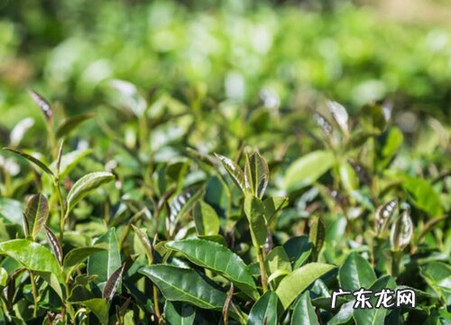 铁观音茶叶的功效与作用