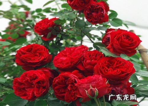 软香红月季的优缺点
