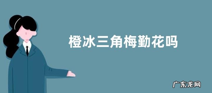 橙冰三角梅勤花吗