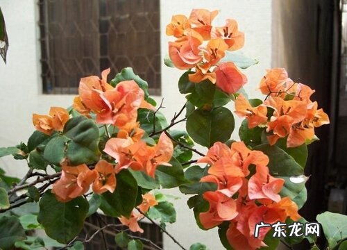 橙冰三角梅勤花吗