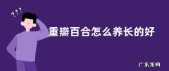 重瓣百合怎么养长的好