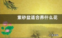 紫砂盆适合养什么花