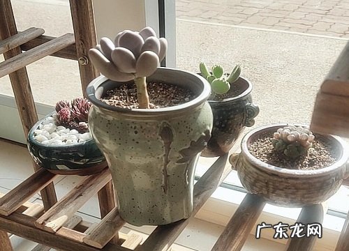 紫砂盆适合养什么花