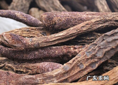 锁阳生长在哪里