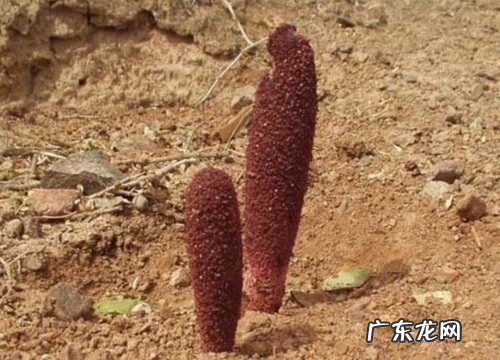 锁阳生长在哪里