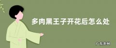 多肉黑王子开花后怎么处理