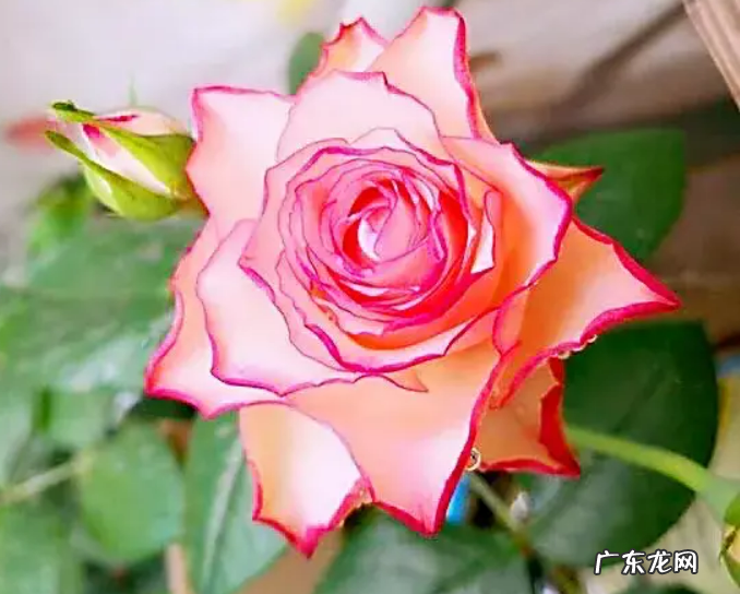 旋转木马月季的优缺点