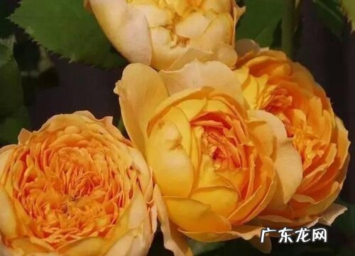 杰乔伊月季的优缺点