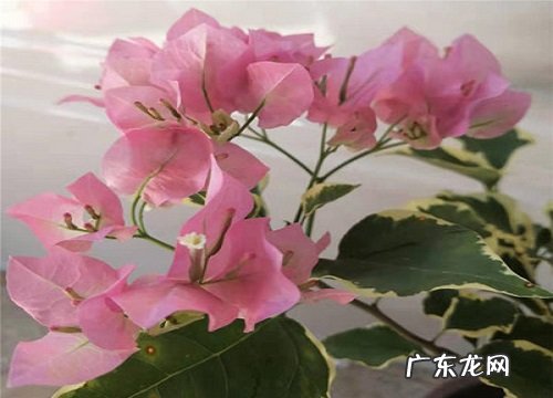 红粉佳人三角梅勤花吗