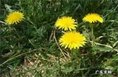 草本植物 野地里的蒲公英介绍