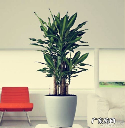 疏松的土壤 巴西木该怎样去栽培？