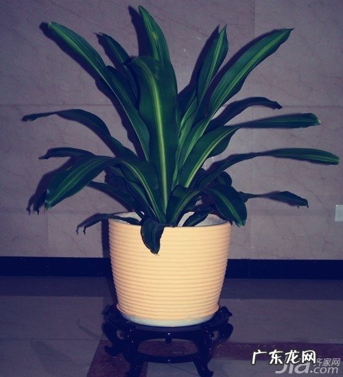 疏松的土壤 巴西木该怎样去栽培？