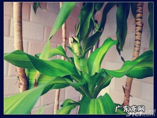 疏松的土壤 巴西木该怎样去栽培？