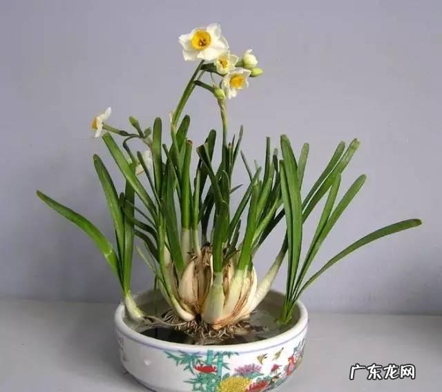 水养时间 养水仙花需要注意些什么？