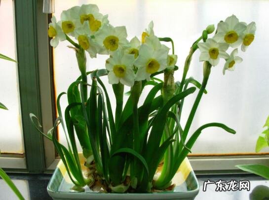 水养时间 养水仙花需要注意些什么？