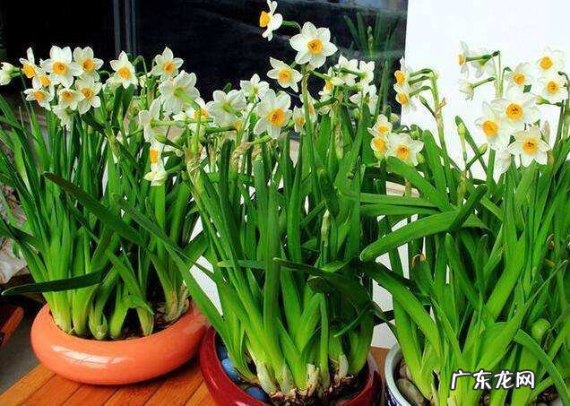 水养时间 养水仙花需要注意些什么？