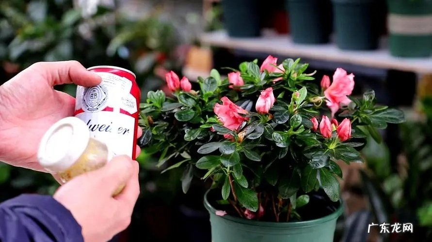 用啤酒 怎样延长鲜花的保鲜期