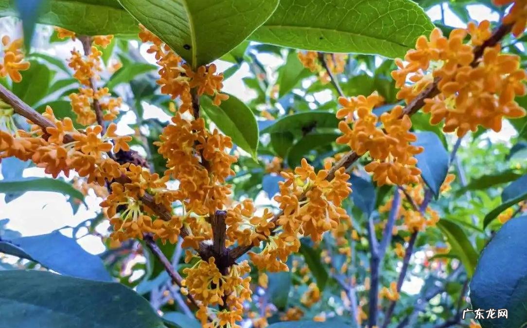 远离门窗的地方 桂花树适合种在什么地方