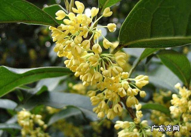 远离门窗的地方 桂花树适合种在什么地方